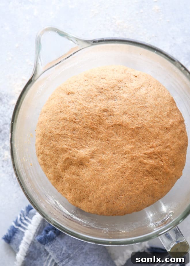 A slice of freshly baked 100% whole wheat bread showing its light, airy texture despite being made with whole grains.