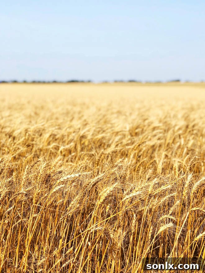 Vast fields of golden wheat stretching to the horizon under a clear sky.
