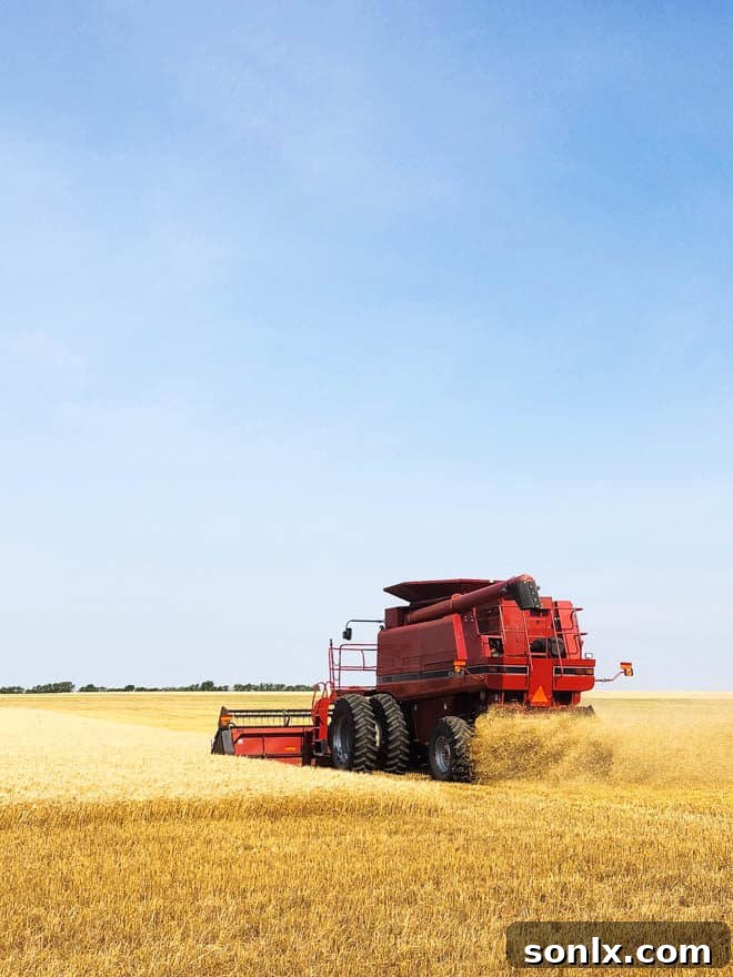 A modern combine harvester actively gathering golden wheat during harvest season.