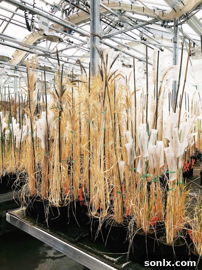 Modern agricultural facility, the Kansas Wheat Innovation Center, with innovative greenhouse structures.