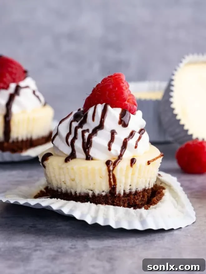 A charming mini brownie bottom cheesecake topped with whipped cream and fresh raspberries
